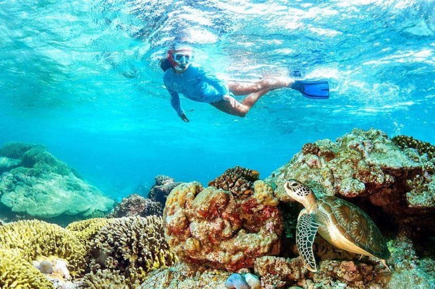 A diver swimming underwater with a sea turtle nearby. 2