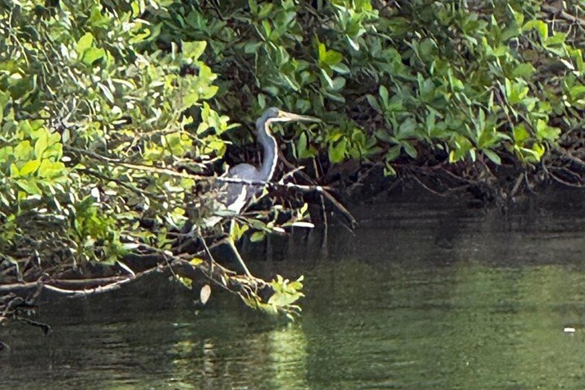 Great blue heron 2