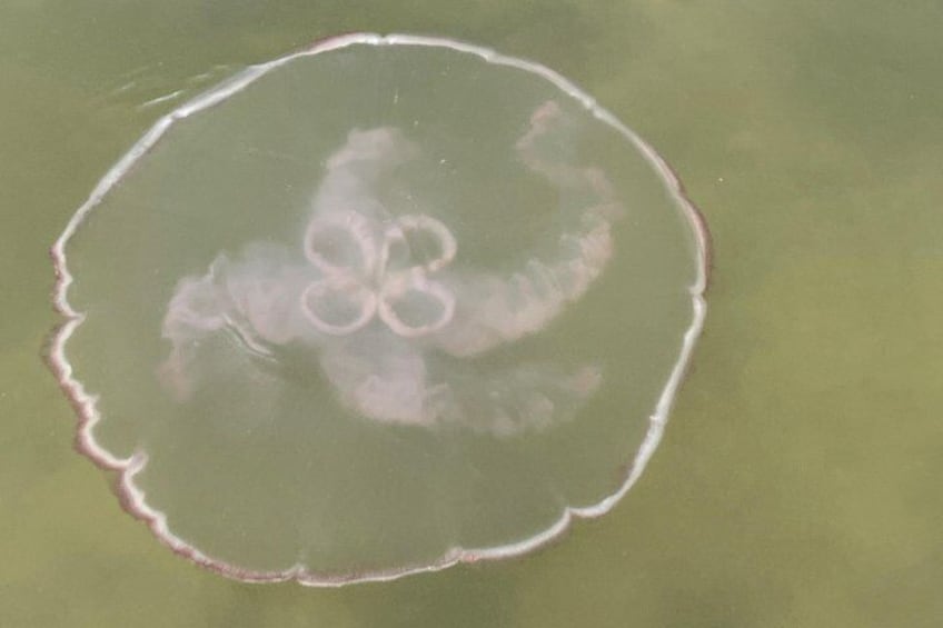 Moon Jellyfish 2