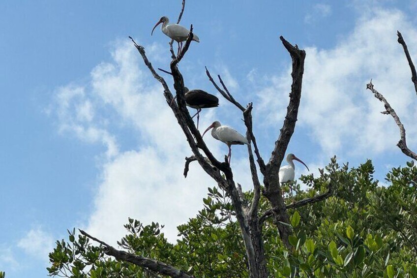 White ibis and one juvenile ibis