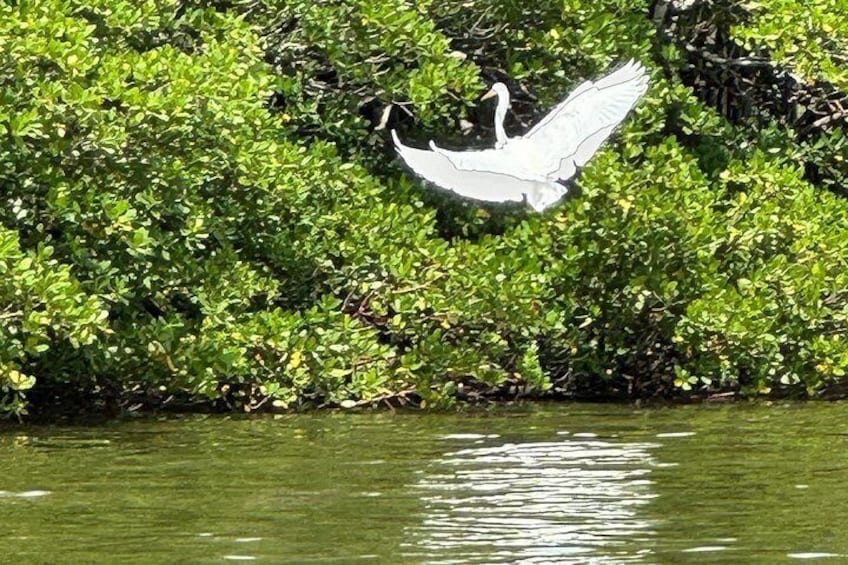 Large white egret 5