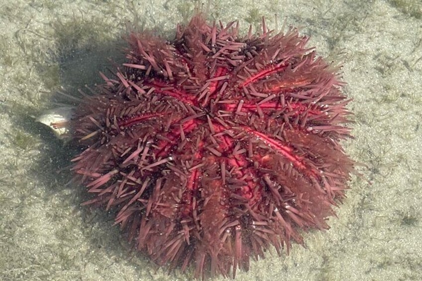 Urchin 2