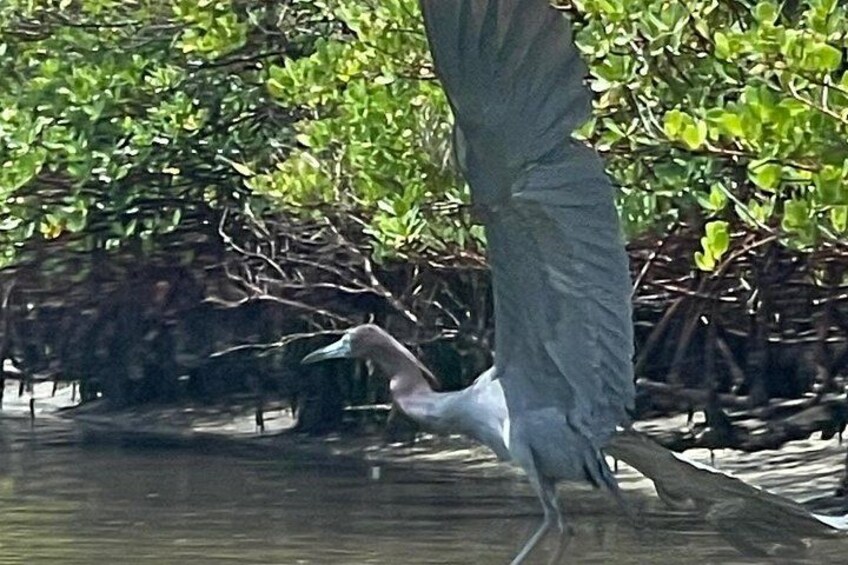 A bird, likely a heron, standing in shallow water with dense mangrove foliage in the background. 4