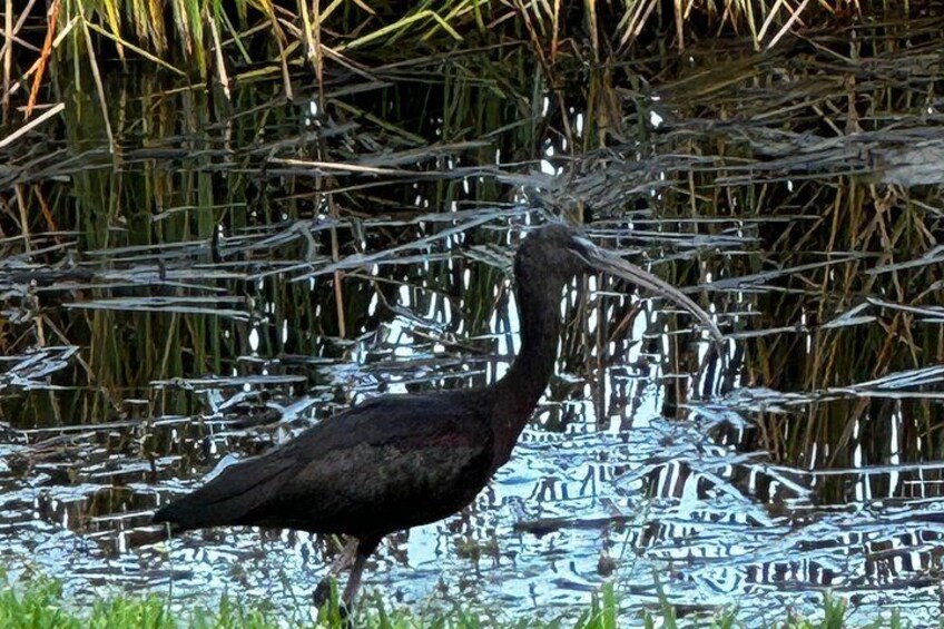 Iridescent Ibis 3