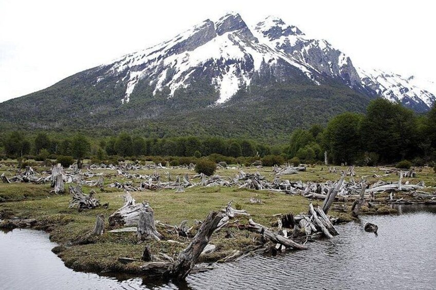 Tierra del Fuego National Park & End of the World Train Tour 3