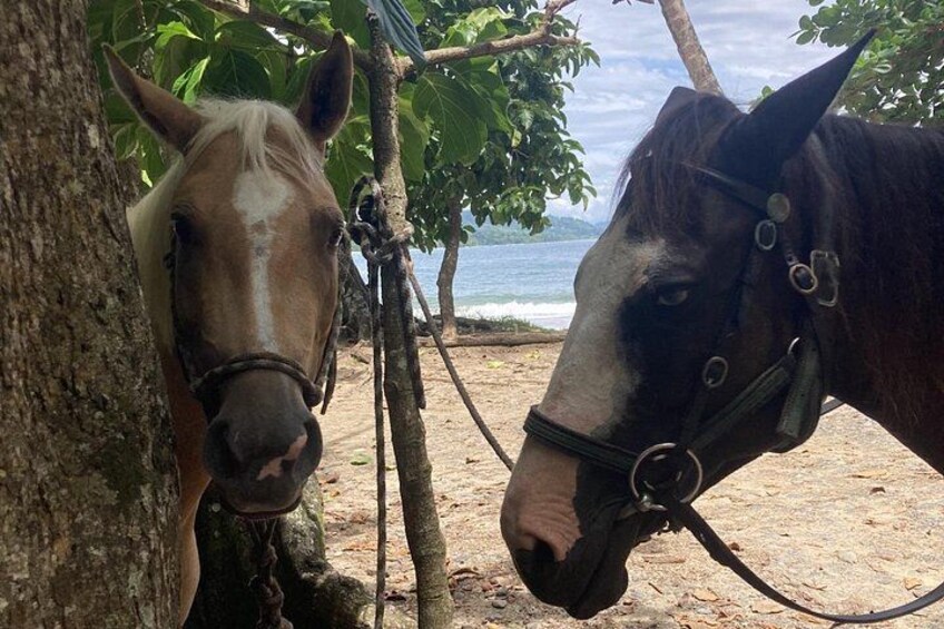 2 Hour Beach Horse Back Riding in Puerto Viejo 2