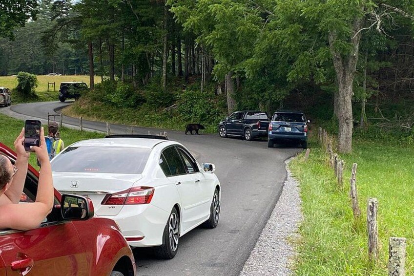 5 Hour Tour of the Mountain Heritage of Cades Cove 2