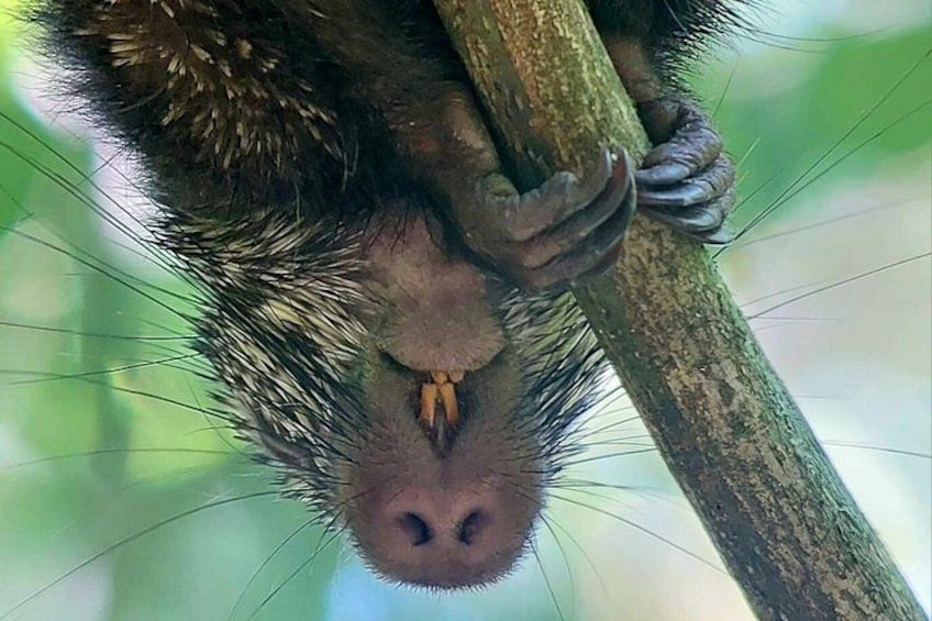 Manuel Antonio Park Guided Tour with Ticket Included Option 5
