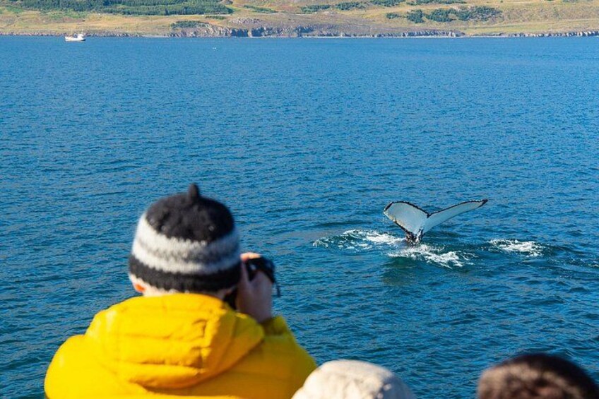 Une baleine sortant de l’eau en soulevant sa queue, dont les nageoires caudales sont visibles au-dessus de la surface, une personne vêtue d’une veste jaune qui observe la scène, et un bateau au loin. 2