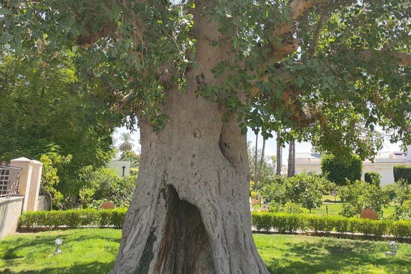 Full Day Private Tour by Car in Jericho and Dead Sea 4