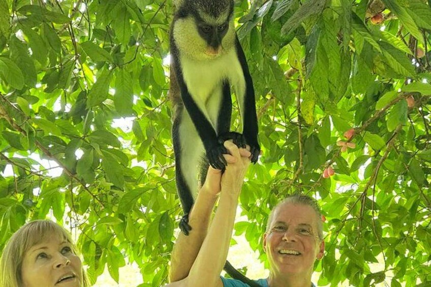 Interact with wild monkeys 5