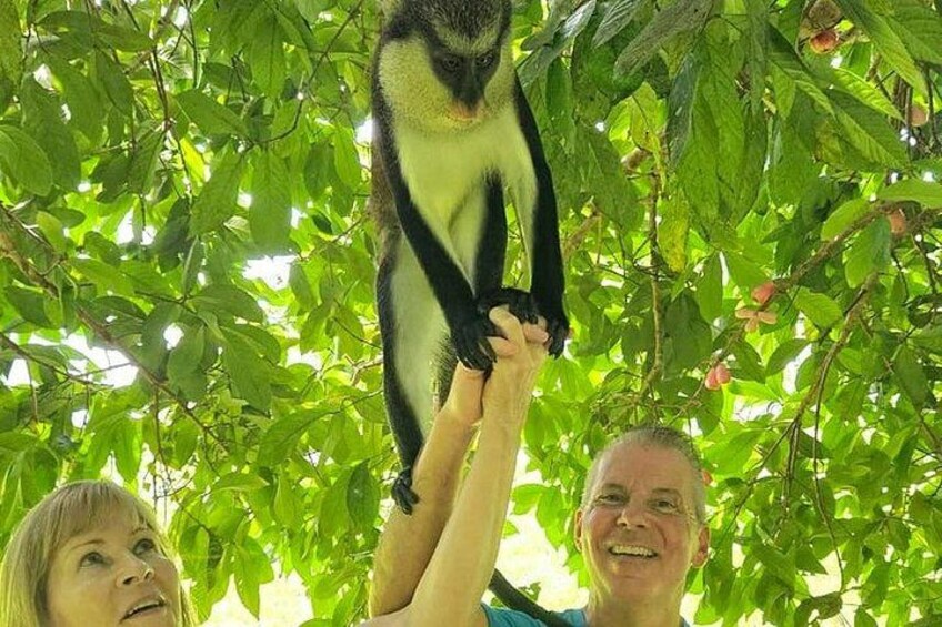 Interact with wild monkeys 5