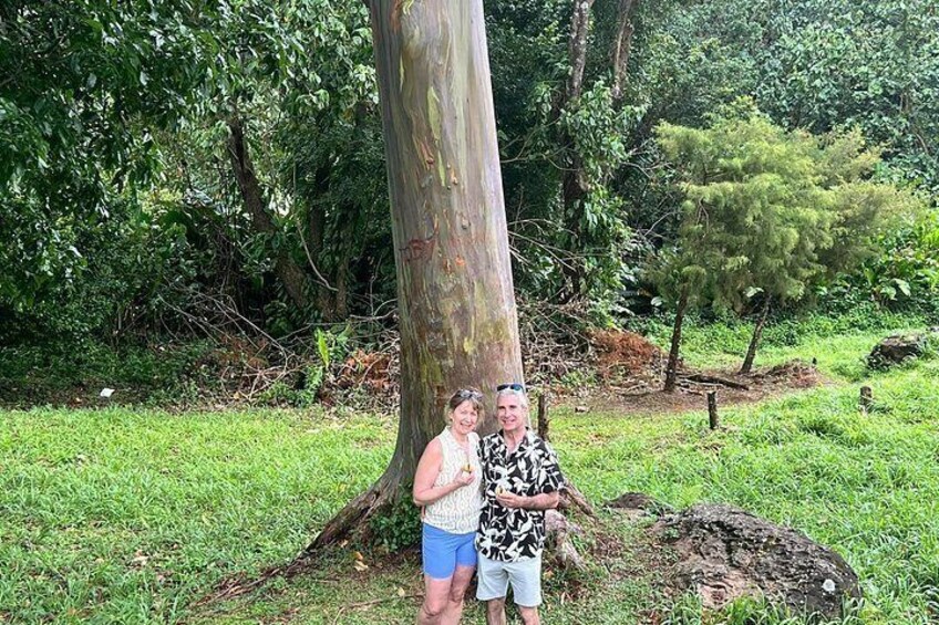 Rainbow Eucalyptus 4