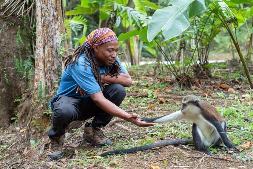 Interact with wild monkeys 3