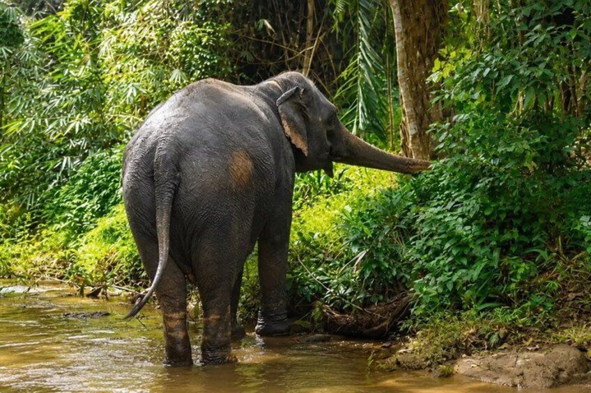 En elefant i ett skogsområde nära en vattenkälla. 2