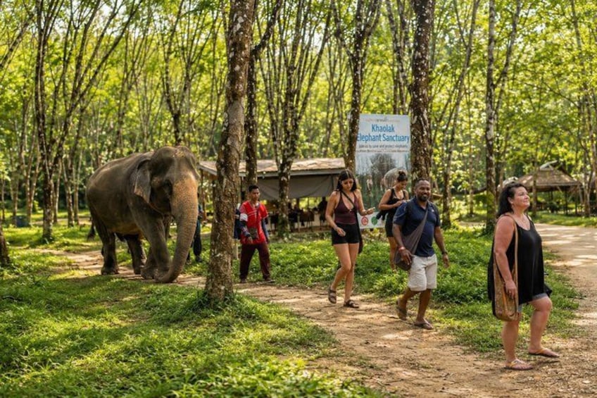 En elefant i ett skogsområde, med människor som promenerar omkring. 4