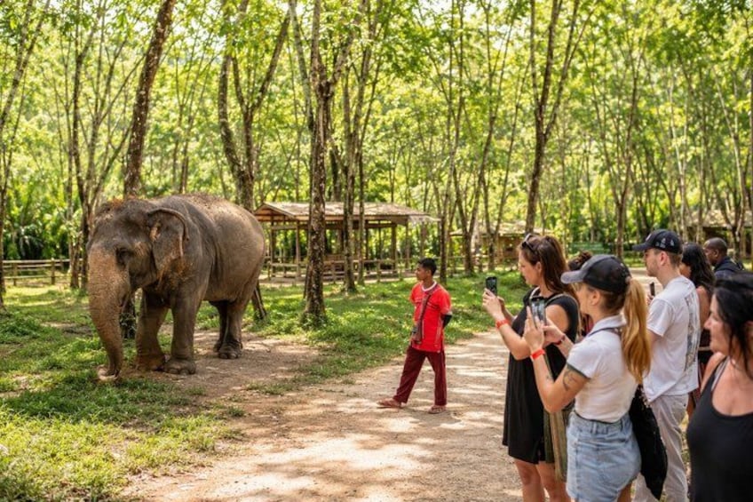 En elefant i ett skogsområde, där människor står och tittar på och fotograferar den. 5