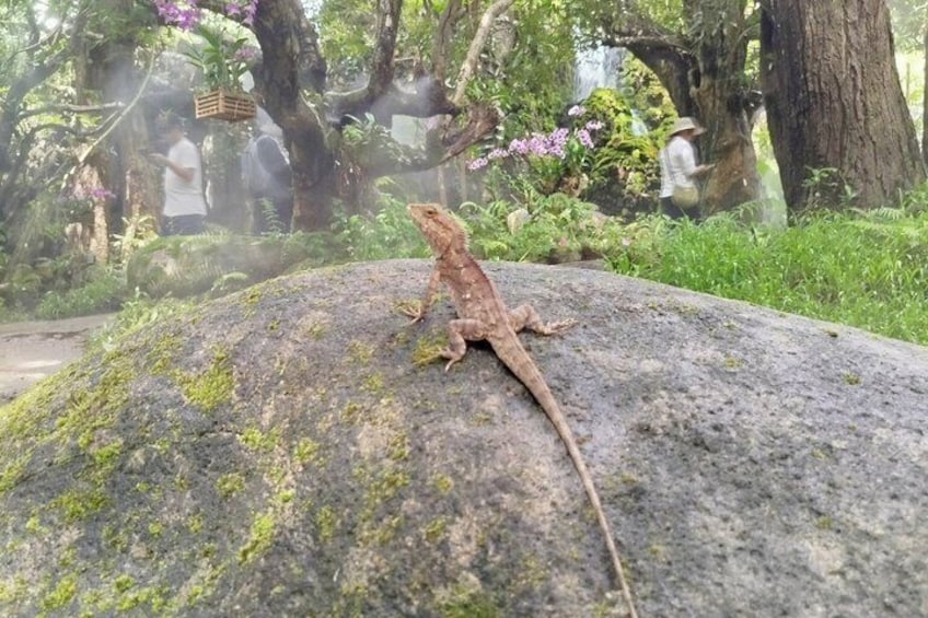 Visit Dantewada(The Angel Land), Wat Ban Den, Sticky Waterfall 4