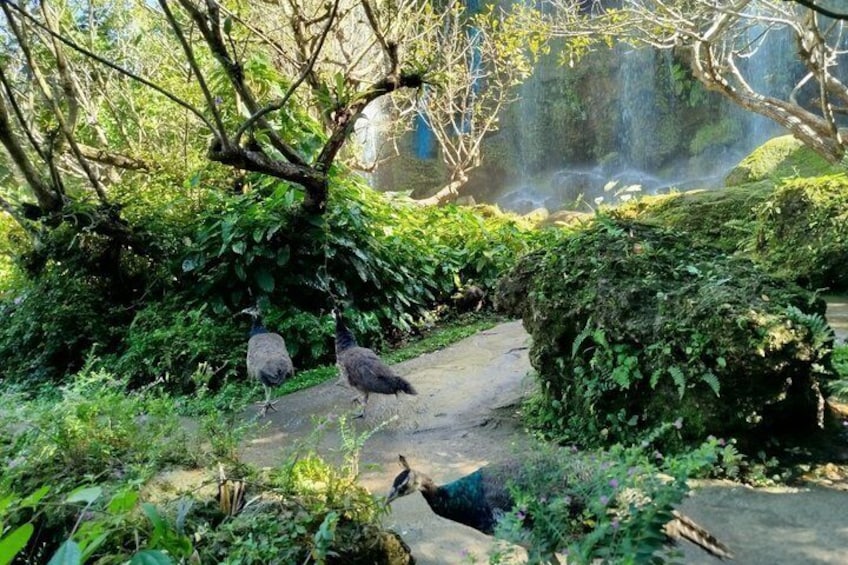 Visit Dantewada(Angel Land), Wat Ban Den, and Sticky Waterfall 2
