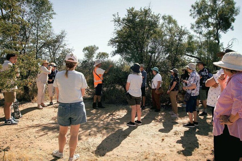Step back in time on our Guided Mulga Walk 2