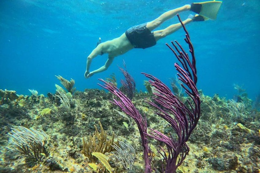 Un buceador nada bajo el agua con un arrecife de coral y plantas marinas al fondo. 2
