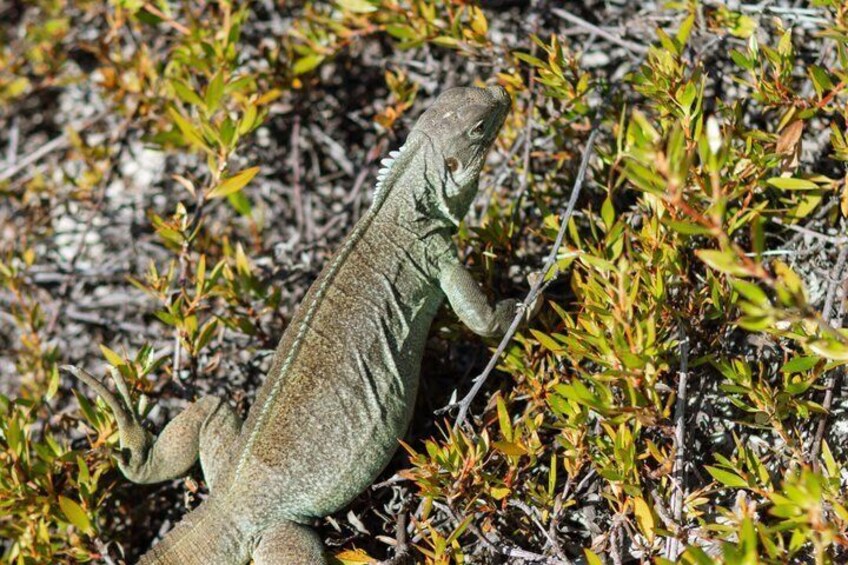 Half Day Snorkel from Providenciales with Visit to Half Moon Bay 4