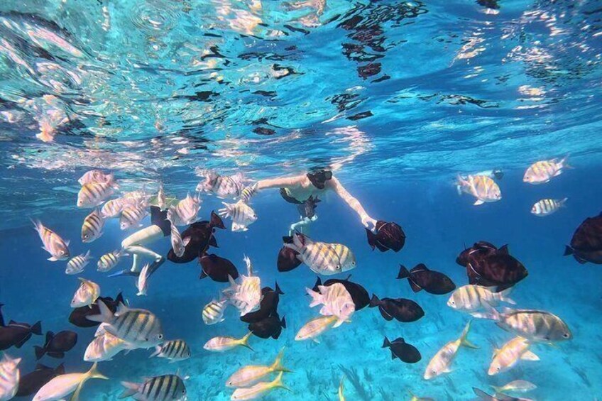 Half Day Snorkel from Providenciales with Visit to Half Moon Bay 2