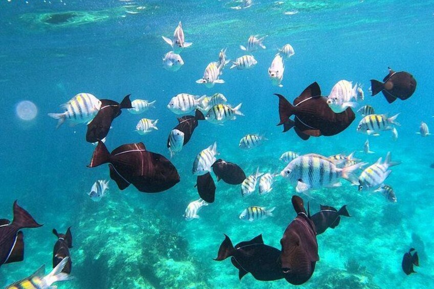 Un banco de peces nadando en aguas azul cristalino. 4