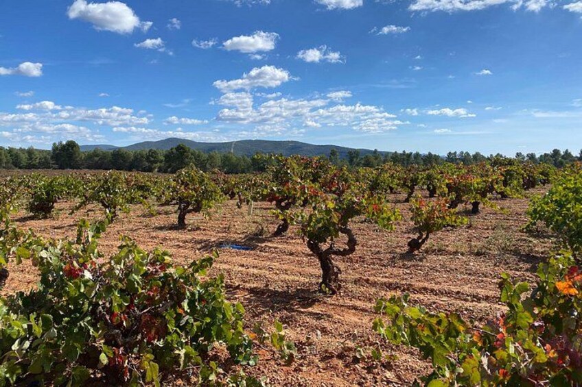 Pago Vineyards & Premium Wines 1/2 Day Requena -Private 3