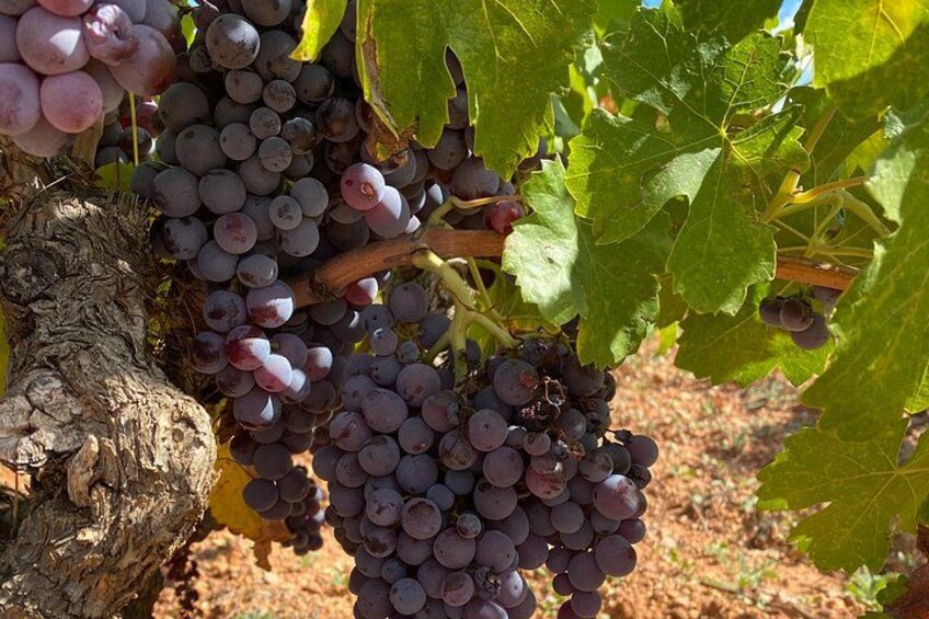 Pago Vineyards & Premium Wines 1/2 Day Requena -Private 4