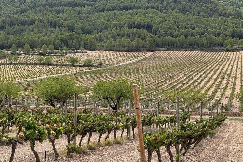 Pago Vineyards & Premium Wines 1/2 Day Requena -Private 5