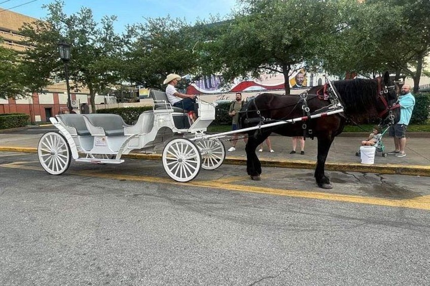 Public Group Historical Carriage Tour of Galveston 3
