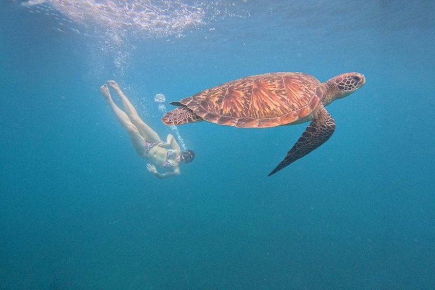 A person swimming with a sea turtle in clear blue water. 2