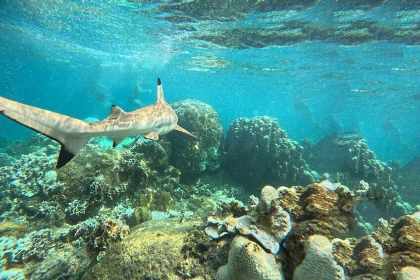 A shark swimming near a coral reef. 2