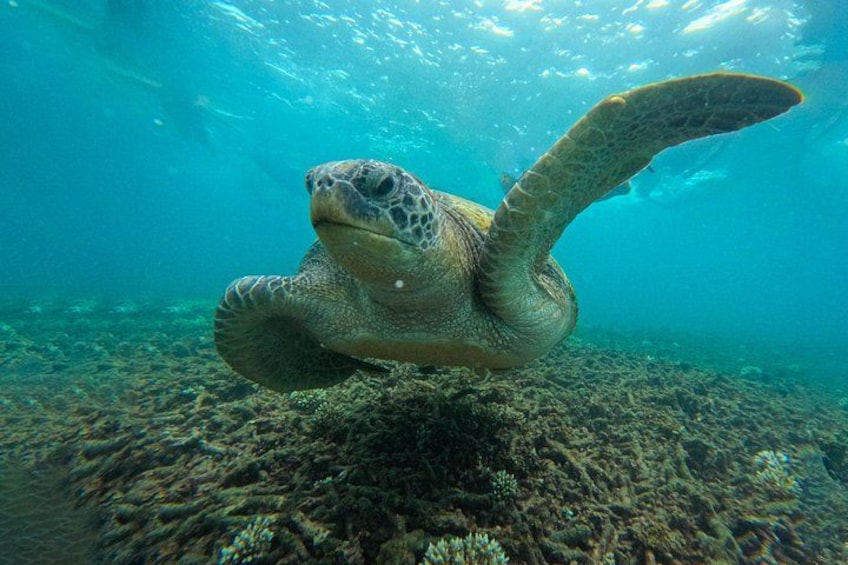 Snorkelling Trip 5 Island Tour Around Koh Tao and Koh Nang yuan 2