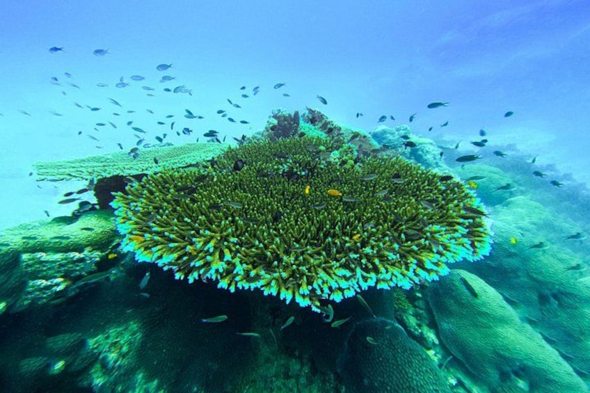 A large coral reef with various fish species swimming around. 3