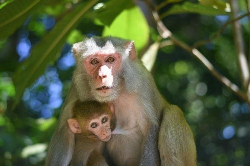 A monkey with a baby monkey. 4