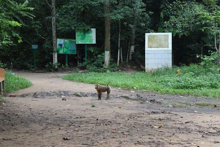 A dog standing on a dirt path surrounded by greenery and trees. 5