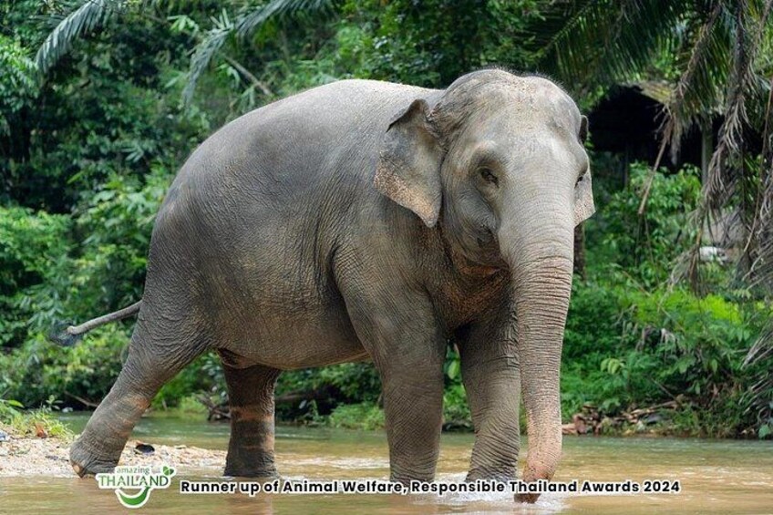 2 Hour- Khaolak Elephant Sanctuary Observation Tour 2