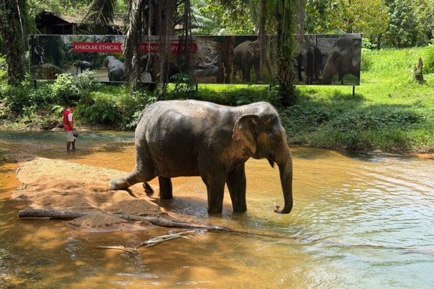 Khao Lak Elephant Sanctuary Walk with Hotel Transfer – 2 Hours 1