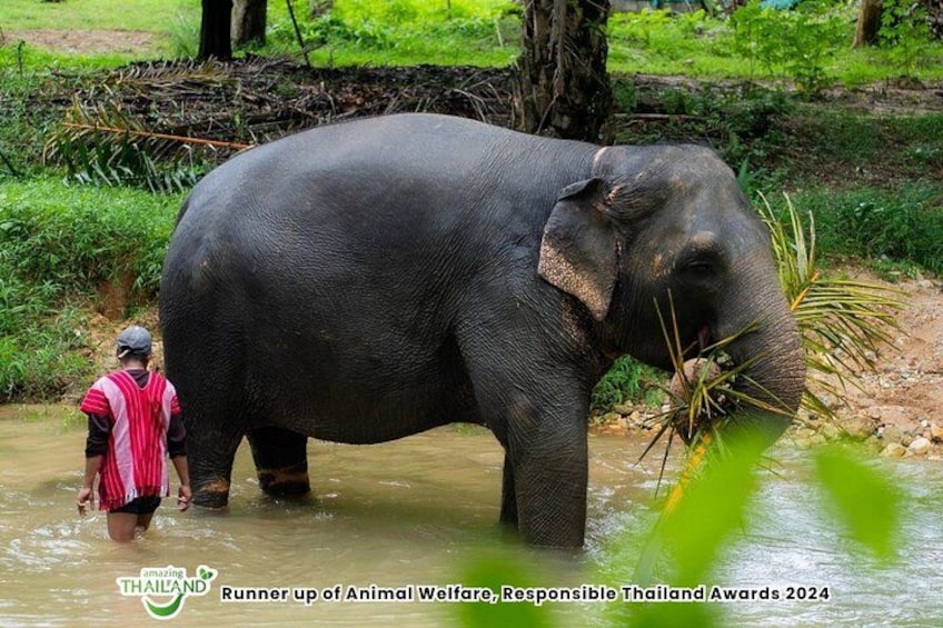 An elephant in water with a person standing nearby. 2