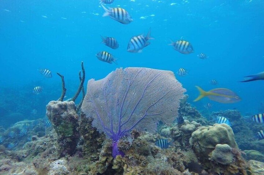 A coral reef with a large sea fan and schools of fish. 3