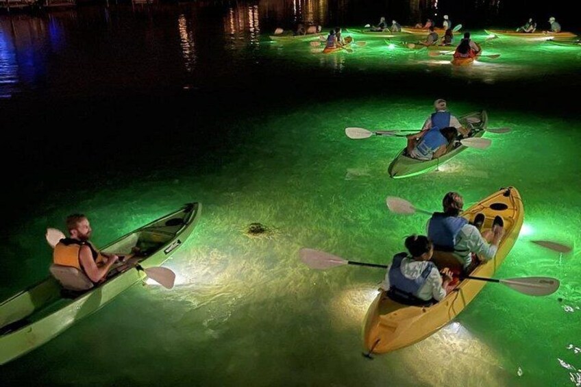 Sharkey's Glass Bottom Fish Feeding LED Night Tour in Clearwater 1