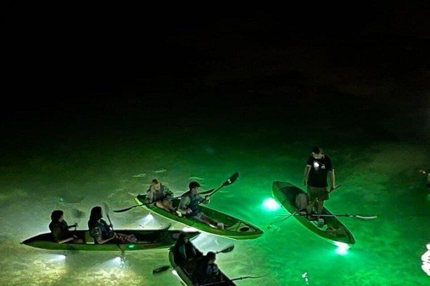 Our Guides will point out the sea-life for you 2