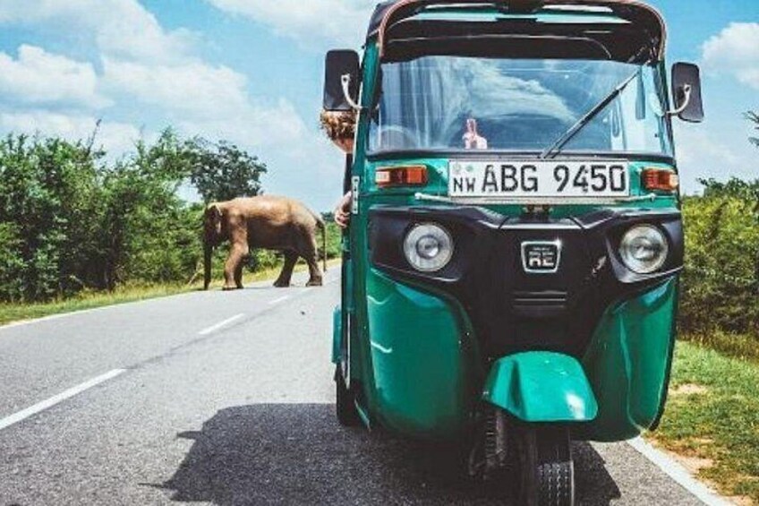 En grøn auto-rickshaw på en vej med en elefant i baggrunden. 5