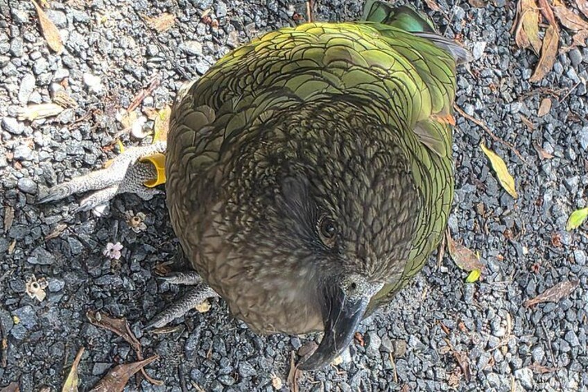 A parrot on a gravel surface. 5