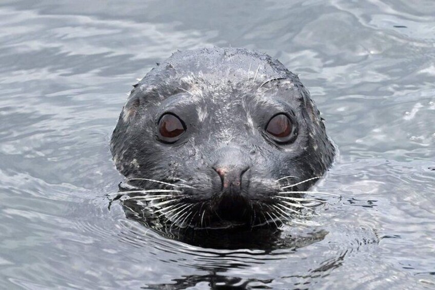 2-Hour Wildlife and Culture small van Excursion in Ketchikan 3