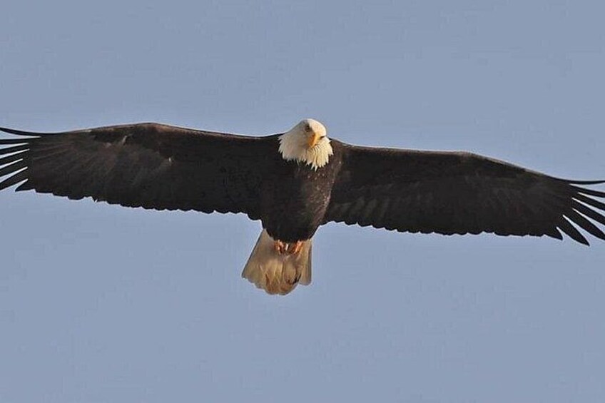 2-Hour Wildlife and Culture small van Excursion in Ketchikan 3