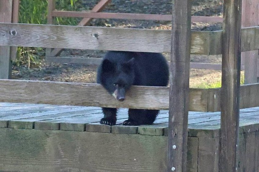 A black bear behind a wooden fence. 4