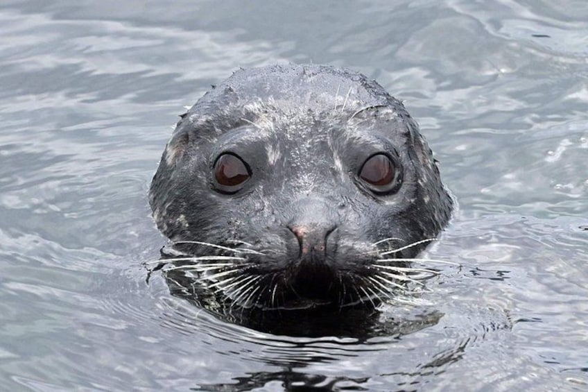 A seal in water. 2